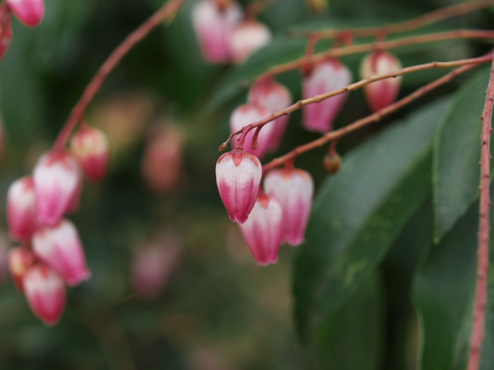 馬酔木（アセビ）の花_a0096177_21105446.jpg