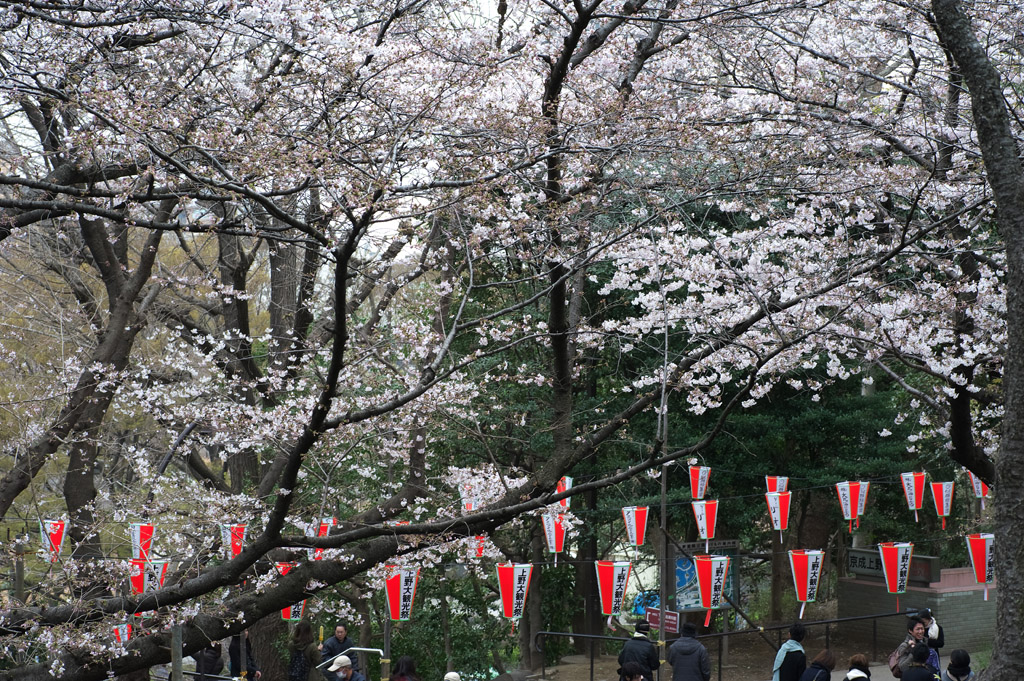 上野の桜_f0085878_7334476.jpg