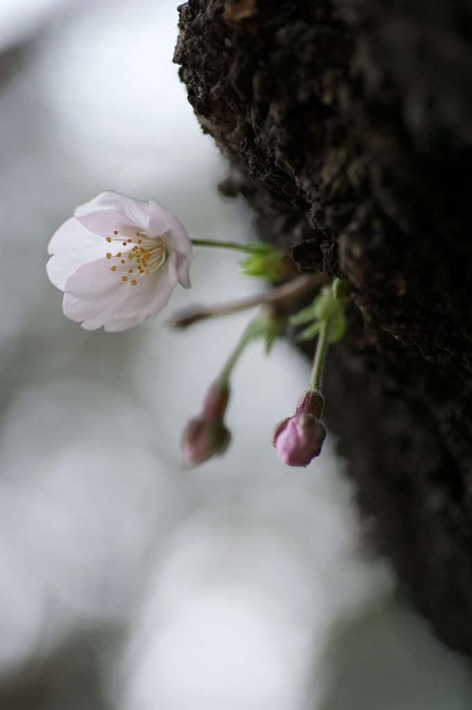 上野の桜_f0085878_7342170.jpg