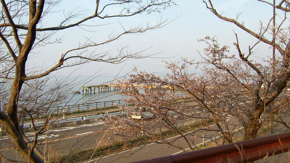 郷津海岸の桜!_e0065084_1913044.jpg