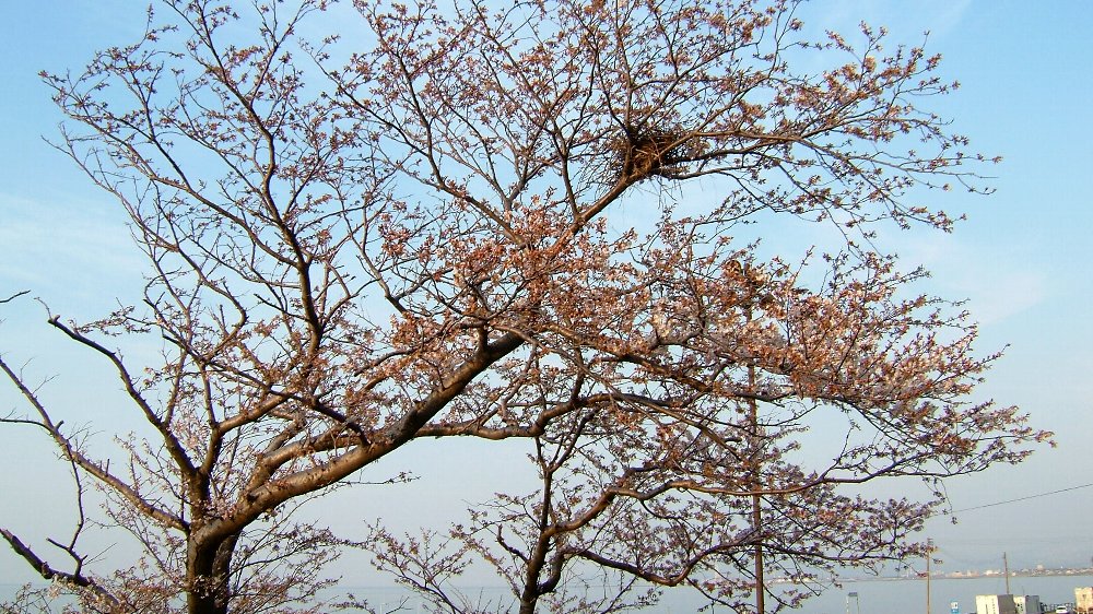 郷津海岸の桜！_e0065084_19131851.jpg