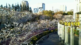 桜を見て…_d0133485_15374363.jpg