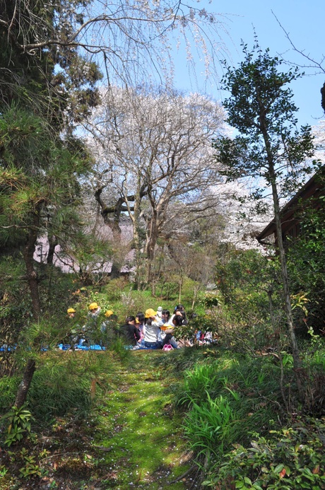 那須高原にも桜前線到来です_a0011690_20471571.jpg