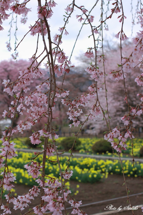 実相寺の「枝垂れ桜」_d0192990_2253025.jpg