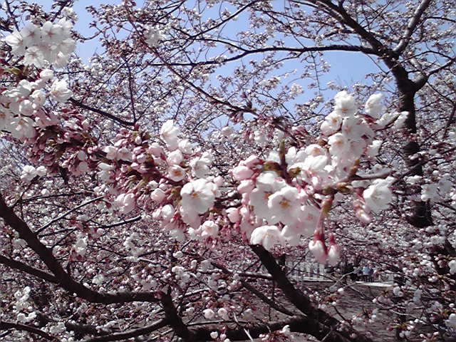 桜咲く! 急遽こんなコンサートが! ジュルネはどうなる!_e0046190_18435387.jpg