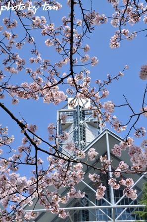 富山散歩～県東部145～春の日暮し松川「桜三昧」3_b0155692_21163431.jpg