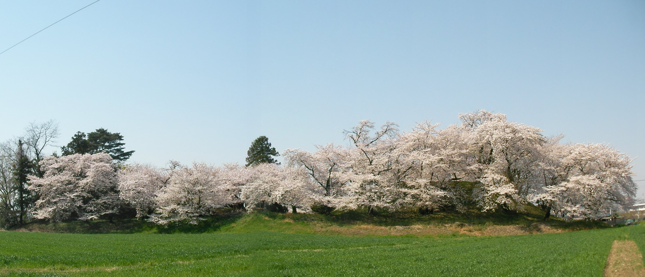 桜の山_c0066693_1893015.jpg