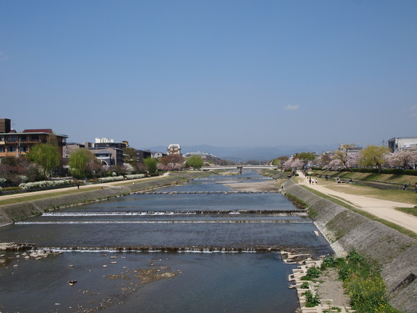 鴨川の桜と我が家のチューリップ_e0111793_16551065.jpg