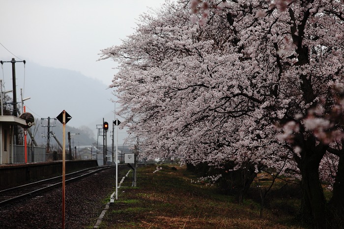 大岩駅と本光寺_f0174293_7164358.jpg