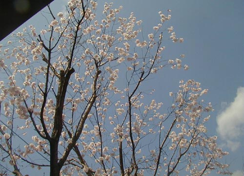 ●今年の桜、その１_d0053294_134401.jpg