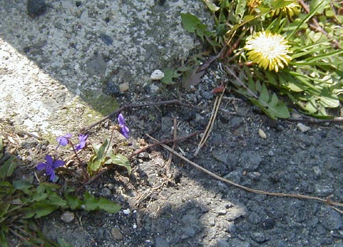 ●今年の桜、その１_d0053294_1351478.jpg