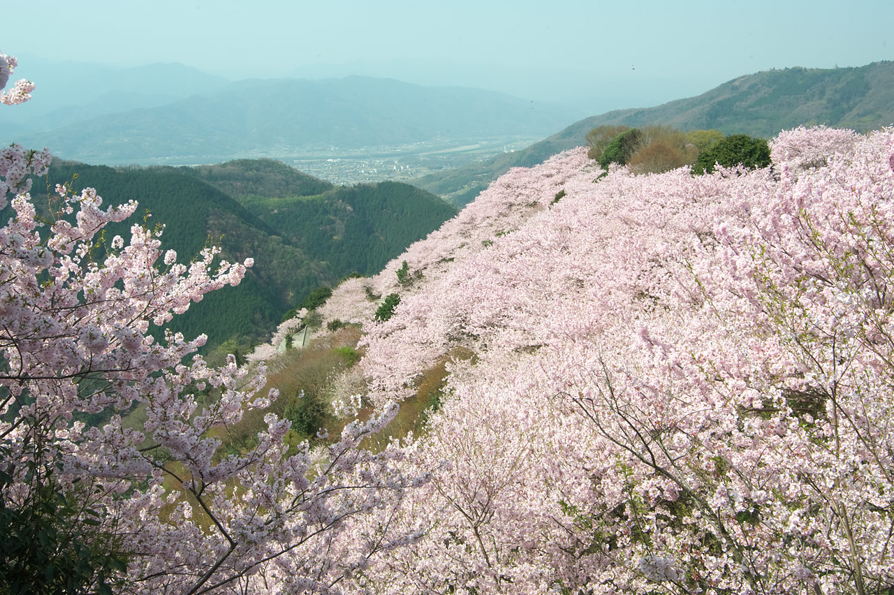 2011 【桜】 #7　【八百萬神之御殿】_d0146295_1942567.jpg