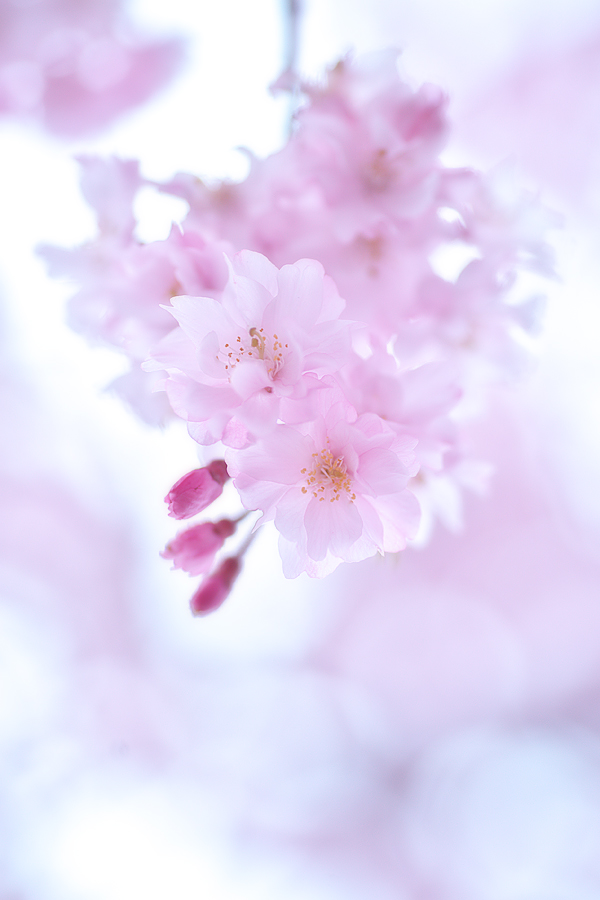 2011 【桜】 #7　【八百萬神之御殿】_d0146295_19451467.jpg