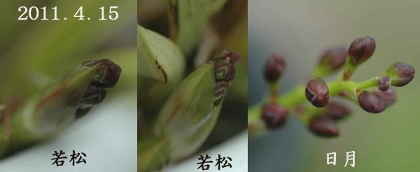 「金陵辺の花芽」は付いたが、こんな貧弱な花房では、効果無い？_d0122497_136178.jpg