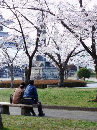 白石城の桜　満開です！_d0069498_21154494.jpg