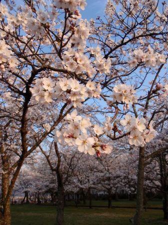 白石城の桜　満開です！_d0069498_21211535.jpg