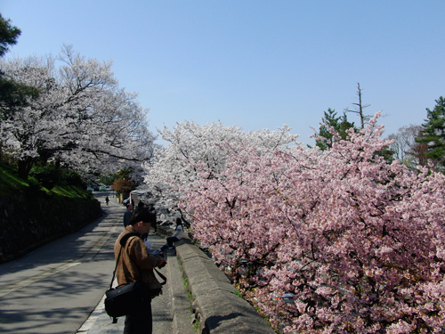 兼六園周辺でお花見！_e0131399_06847.jpg