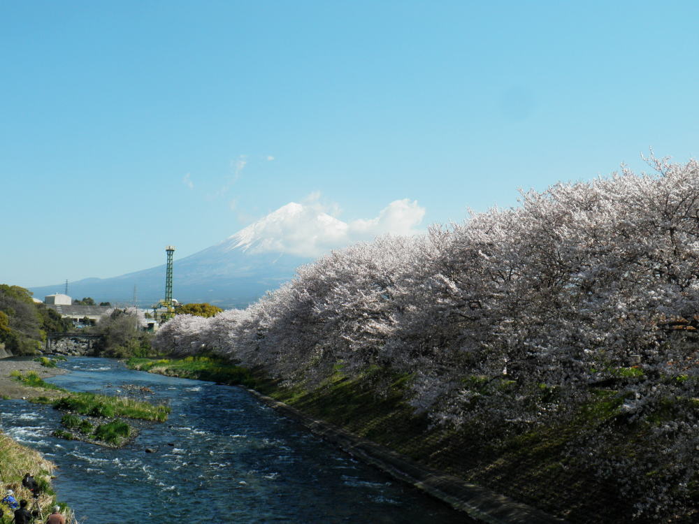 春爛漫、桜満開、風強し_b0055202_026286.jpg