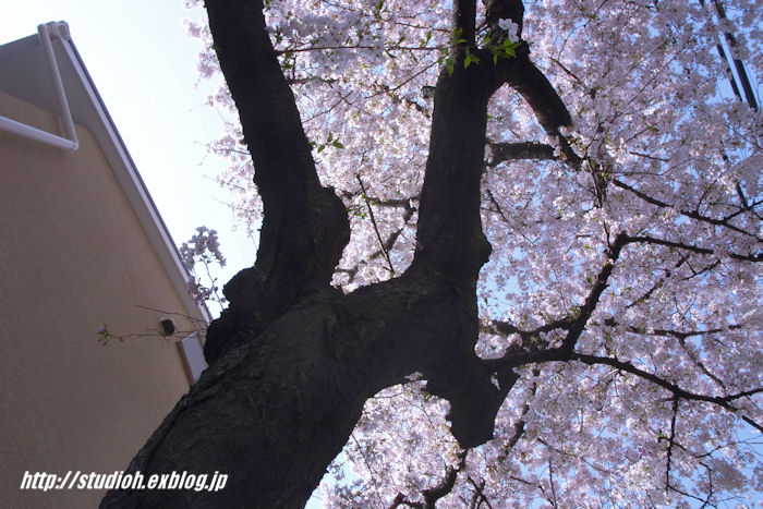 桜を求めて～その4～_f0008102_23205128.jpg