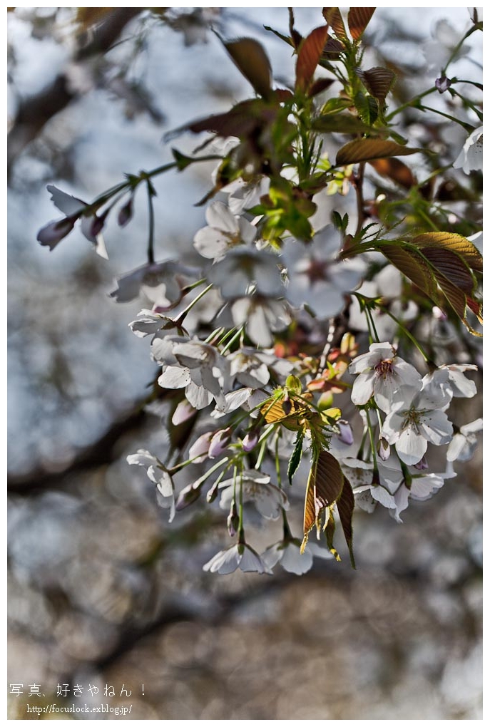 遅咲きの桜_f0220502_1740982.jpg