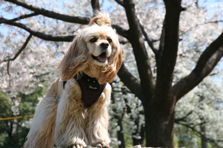 桜の中　３姉妹でお散歩_c0128303_144340100.jpg