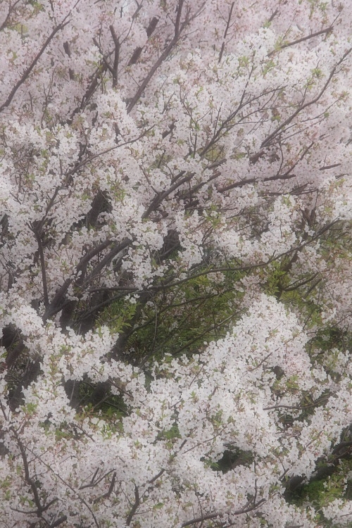 散る桜　残る桜も　散る桜_f0231904_15212022.jpg