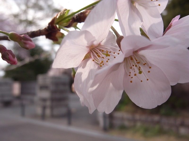 さくら・桜・サクラ_d0102505_21264530.jpg