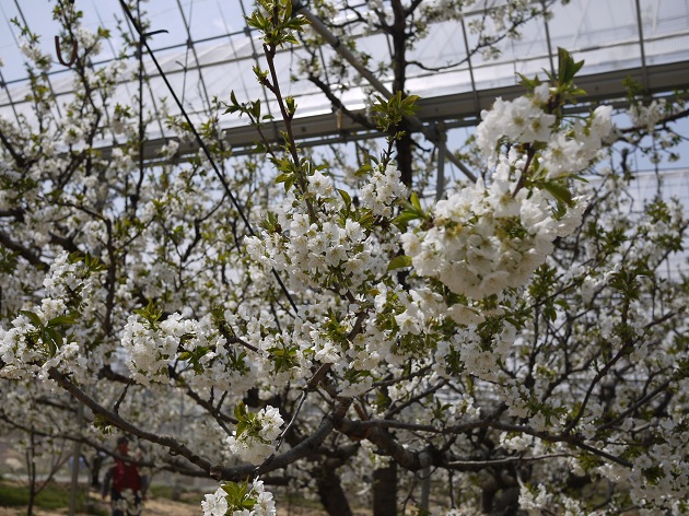 さくらんぼの花_b0181406_1947136.jpg