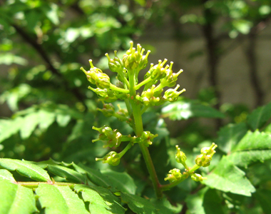 山椒の木に蕾が出はじめて… : 榕樹の木陰から-From the shade of
