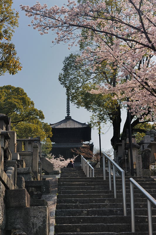 黒谷　金戒光明寺の桜_f0032011_1841969.jpg