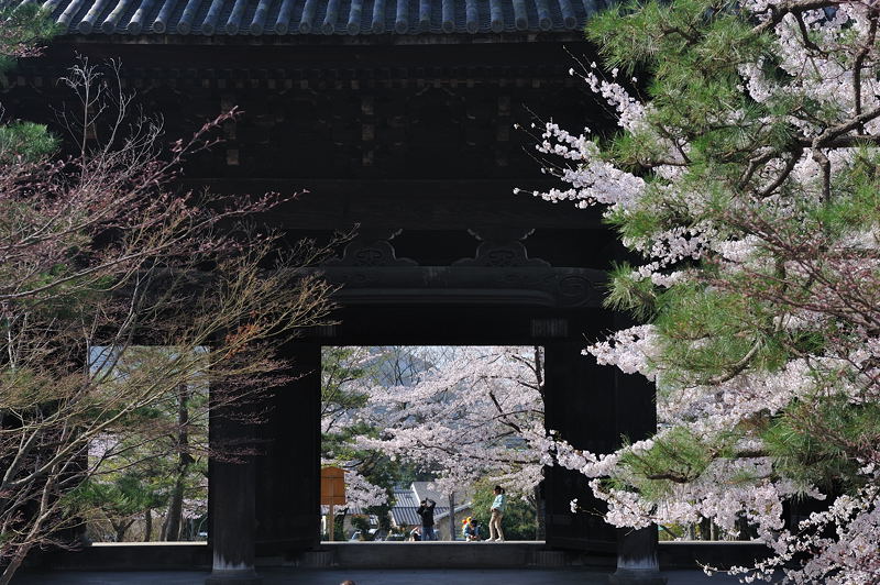 黒谷　金戒光明寺の桜_f0032011_1842533.jpg