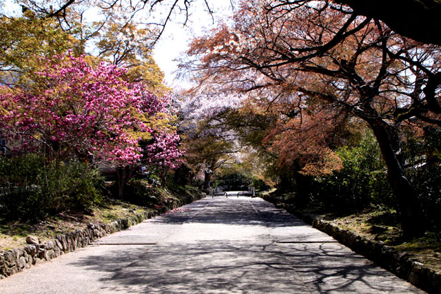 京の花だより　鷺の森神社など_e0048413_20114422.jpg