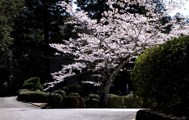 京の花だより 鷺の森神社など_e0048413_20124018.jpg