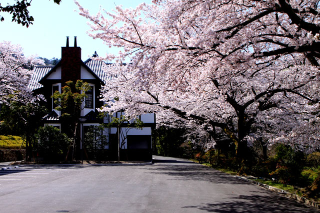京の花だより 鷺の森神社など_e0048413_20125520.jpg