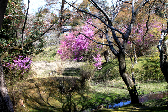 京の花だより 曼殊院天満宮あたり_e0048413_21293772.jpg