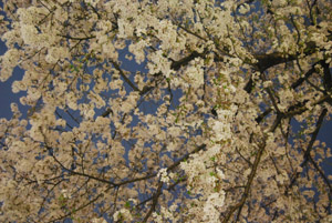 a0031714_2204521.jpg