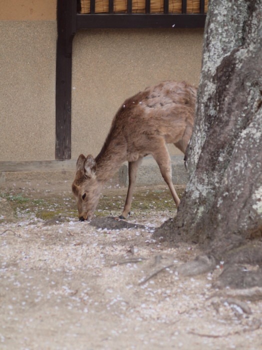 ｢広島の名物桜を撮りに行こう。～宮島 桜撮影教室～｣その５_c0116915_016141.jpg