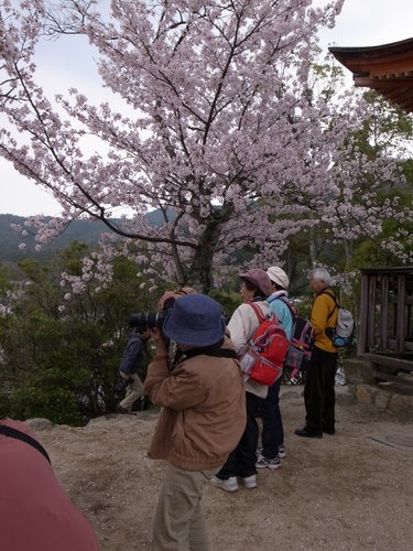 ｢広島の名物桜を撮りに行こう。～宮島 桜撮影教室～｣その５_c0116915_04371.jpg