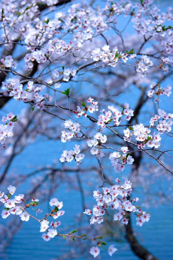 桜3_d0085715_21384153.jpg