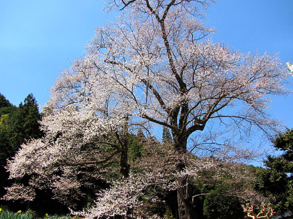 下呂の苗代桜_c0036317_729895.jpg