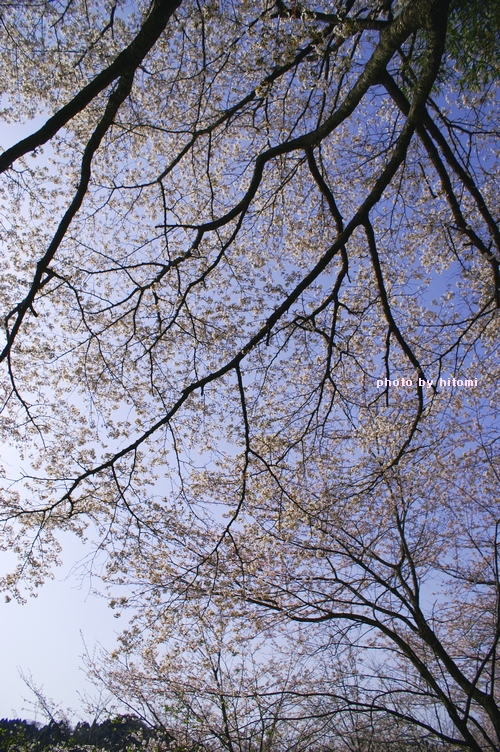 桜景。_a0144721_2251512.jpg