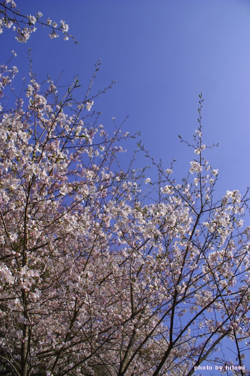桜景。_a0144721_2251921.jpg
