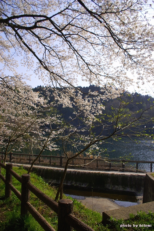 桜景。_a0144721_22521723.jpg