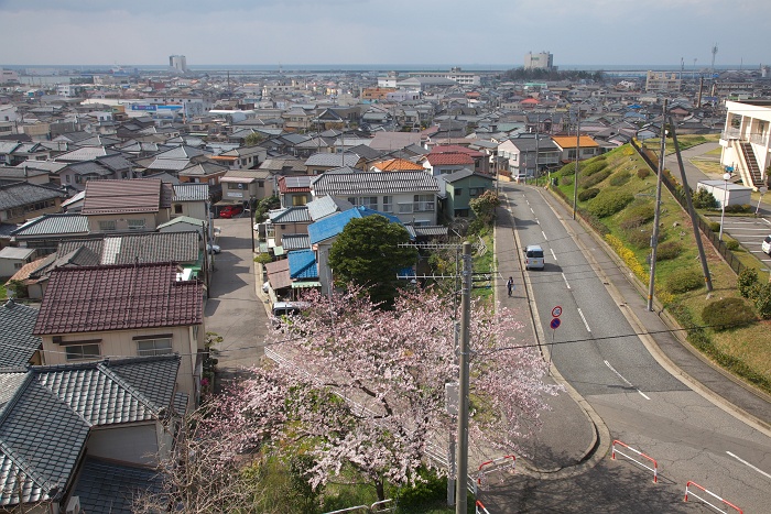 大山台公園の桜_b0128621_21204677.jpg
