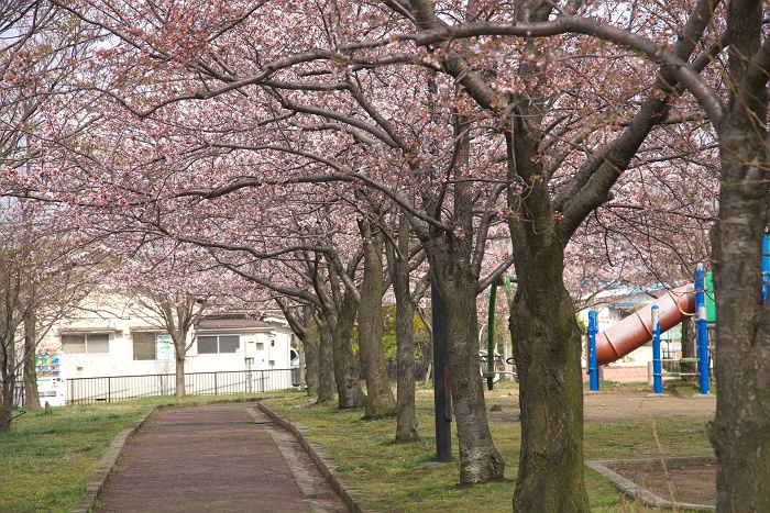 大山台公園の桜_b0128621_21213933.jpg