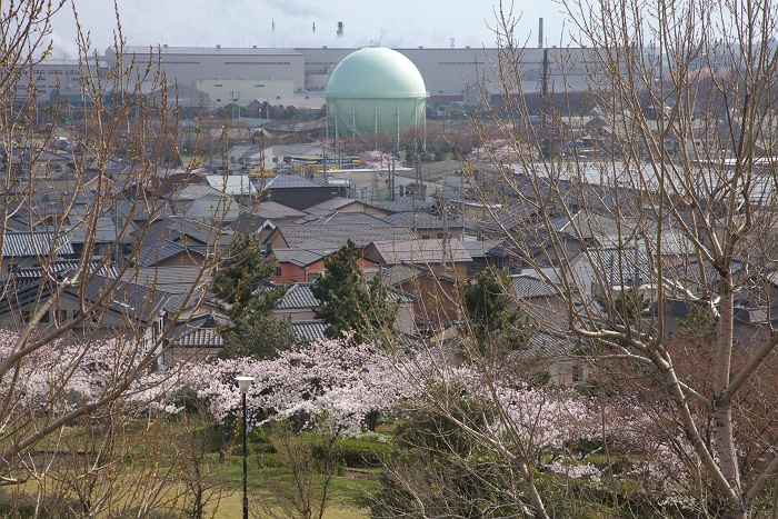 大山台公園の桜_b0128621_21221866.jpg