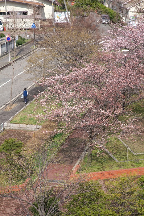 大山台公園の桜_b0128621_2122445.jpg