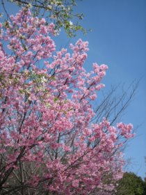 2011年　京都　桜づくし　～梅小路公園～_d0149223_22381329.jpg