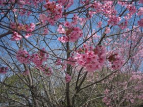 2011年　京都　桜づくし　～梅小路公園～_d0149223_22403128.jpg