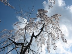 2011年　京都　桜づくし　～哲学の道～_d0149223_2349034.jpg